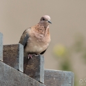 impressionen-dubai-06-03-2015_0014