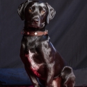 sisko-2014-6