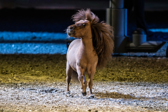 Apassionata - Cinema of Dreams