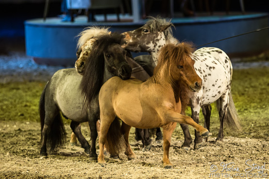 Apassionata - Cinema of Dreams
