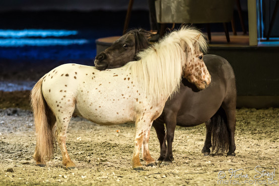 Apassionata - Cinema of Dreams