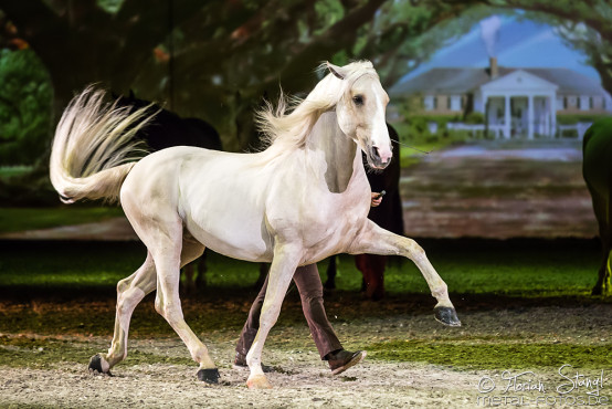 Apassionata - Cinema of Dreams