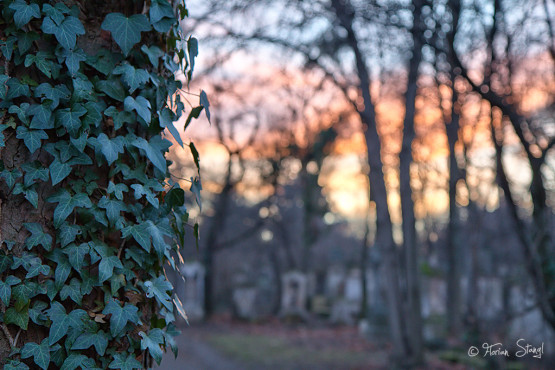 wien-vienna-2012-st-marxer-friedhof-39